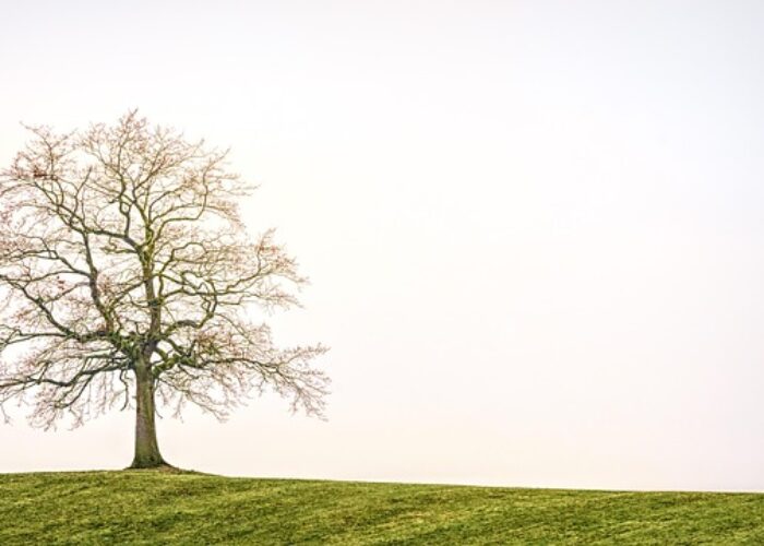 tree-3224754_640