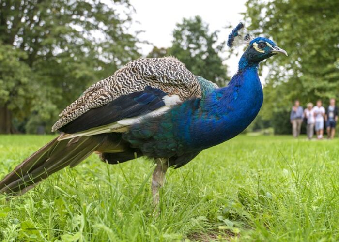 peacock-4336029_640